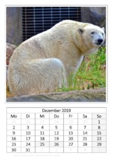 Dezember_Eisbär_2.pdf